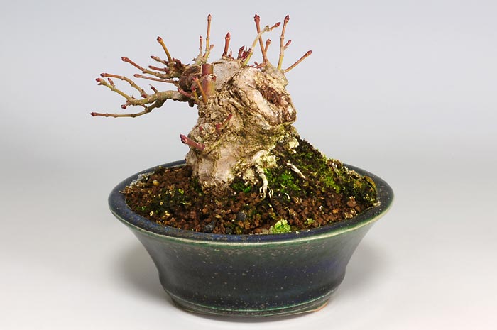 イロハモミジA（いろはもみじ・いろは紅葉）雑木盆栽を右側から見た景色・Acer palmatum bonsai