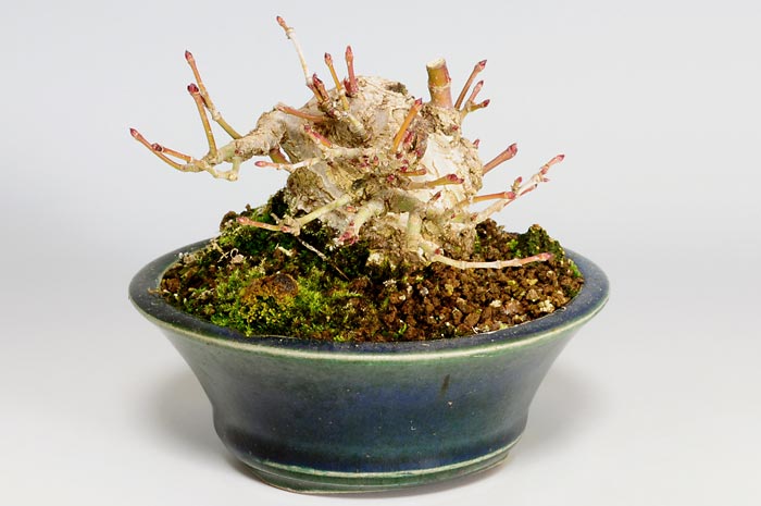 イロハモミジA（いろはもみじ・いろは紅葉）雑木盆栽を左側から見た景色・Acer palmatum bonsai