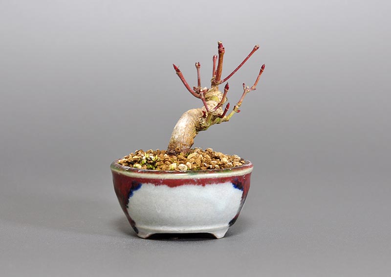 イロハモミジ-A1(いろはもみじ・いろは紅葉)雑木盆栽を裏側から見た景色・Acer palmatum bonsai