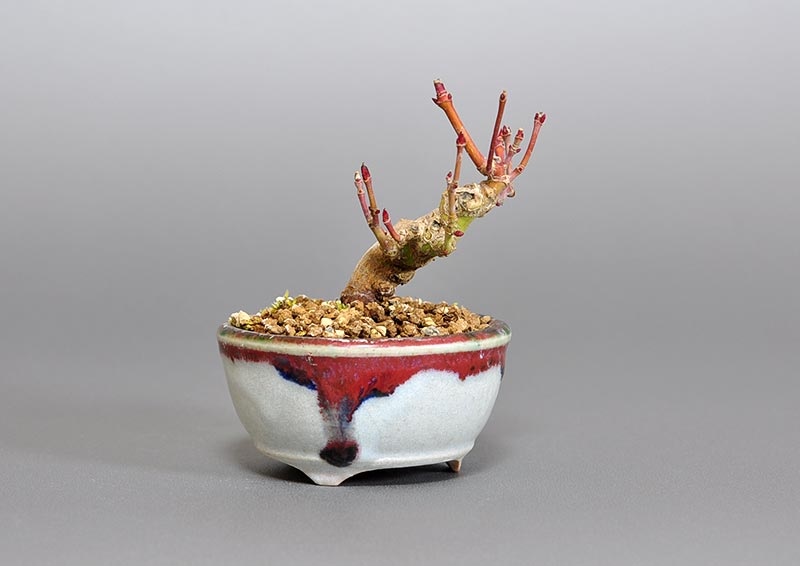 イロハモミジ-A1(いろはもみじ・いろは紅葉)雑木盆栽を左側から見た景色・Acer palmatum bonsai