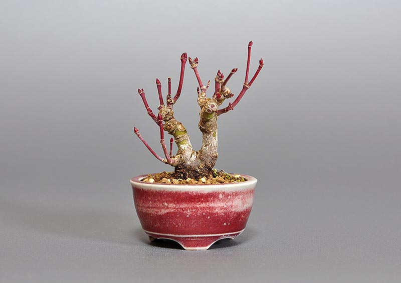 イロハモミジ-B1（いろはもみじ・いろは紅葉）雑木盆栽の販売と育て方・作り方・Acer palmatum bonsai