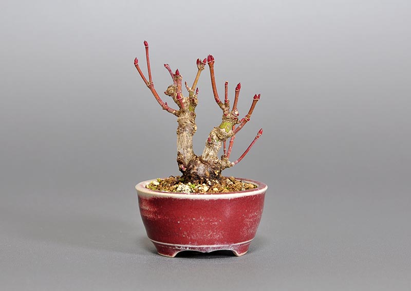 イロハモミジ-B1(いろはもみじ・いろは紅葉)雑木盆栽を裏側から見た景色・Acer palmatum bonsai