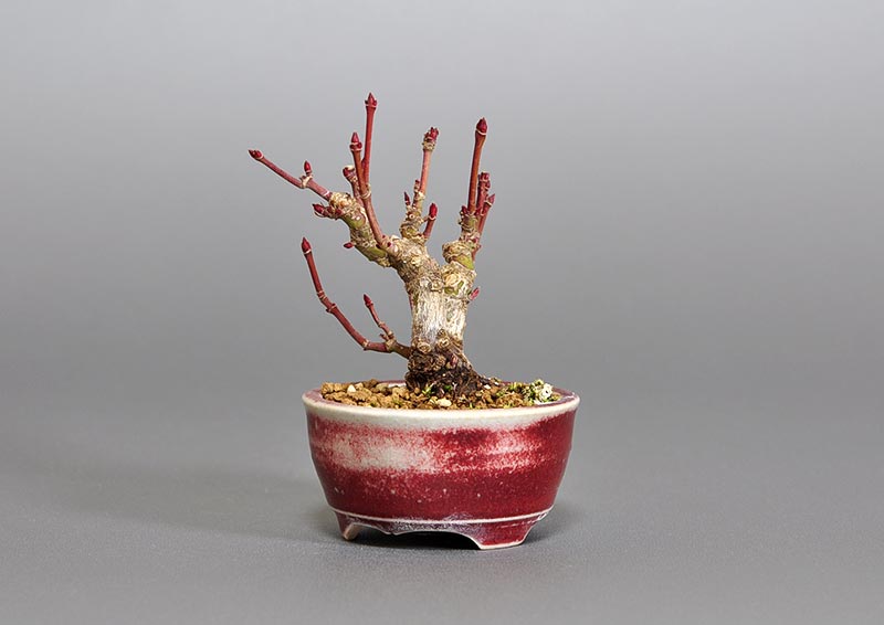 イロハモミジ-B1(いろはもみじ・いろは紅葉)雑木盆栽を右側から見た景色・Acer palmatum bonsai