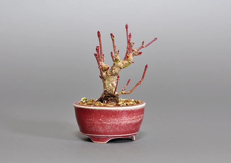 イロハモミジ-B1（いろはもみじ・いろは紅葉）雑木盆栽を左側から見た景色・Acer palmatum bonsai