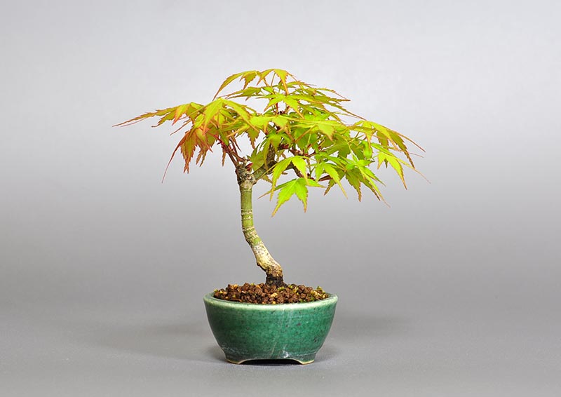 イロハモミジ-C1（いろはもみじ・いろは紅葉）雑木盆栽を裏側から見た景色・Acer palmatum bonsai