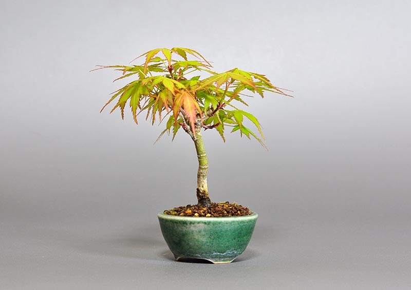 イロハモミジ-C1（いろはもみじ・いろは紅葉）雑木盆栽を右側から見た景色・Acer palmatum bonsai