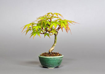 イロハモミジ-C1（いろはもみじ・いろは紅葉）盆栽の樹作りの参考樹形・Acer palmatum Best bonsai