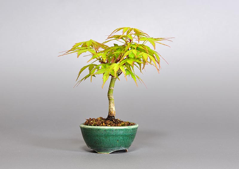 イロハモミジ-C1（いろはもみじ・いろは紅葉）雑木盆栽を左側から見た景色・Acer palmatum bonsai