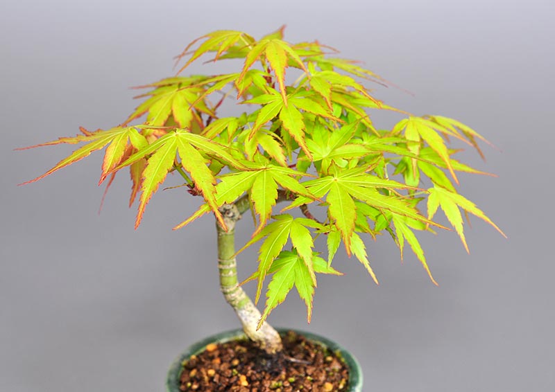 イロハモミジ-C1（いろはもみじ・いろは紅葉）雑木盆栽を左側から見た景色・Acer palmatum bonsai