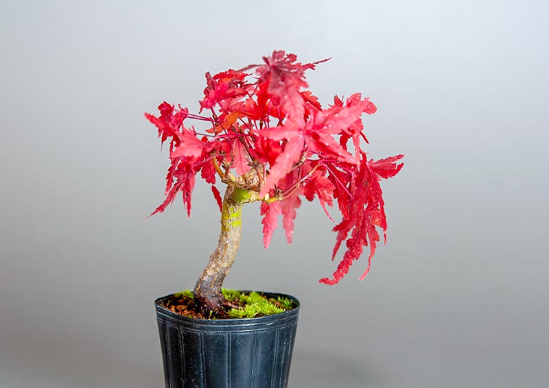 イロハモミジ-D1（いろはもみじ・いろは紅葉）雑木盆栽の販売と育て方・作り方・Acer palmatum bonsai