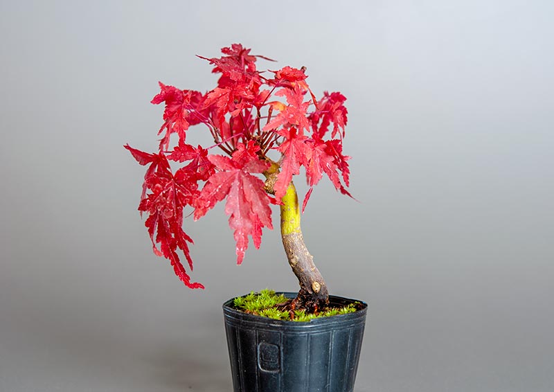 イロハモミジ-D1（いろはもみじ・いろは紅葉）雑木盆栽を裏側から見た景色・Acer palmatum bonsai