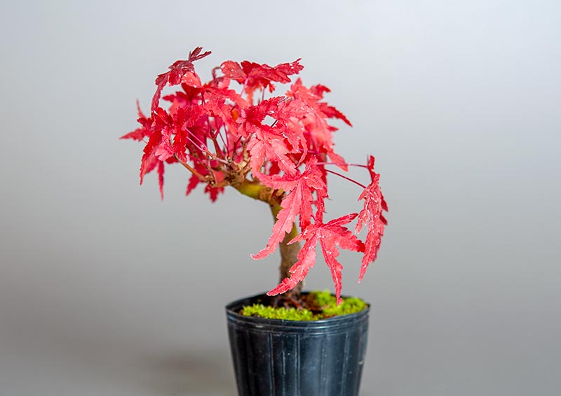 イロハモミジ-D1（いろはもみじ・いろは紅葉）雑木盆栽を右側から見た景色・Acer palmatum bonsai