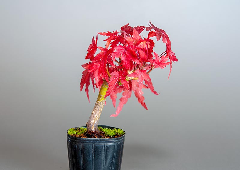 イロハモミジ-D1（いろはもみじ・いろは紅葉）雑木盆栽を左側から見た景色・Acer palmatum bonsai