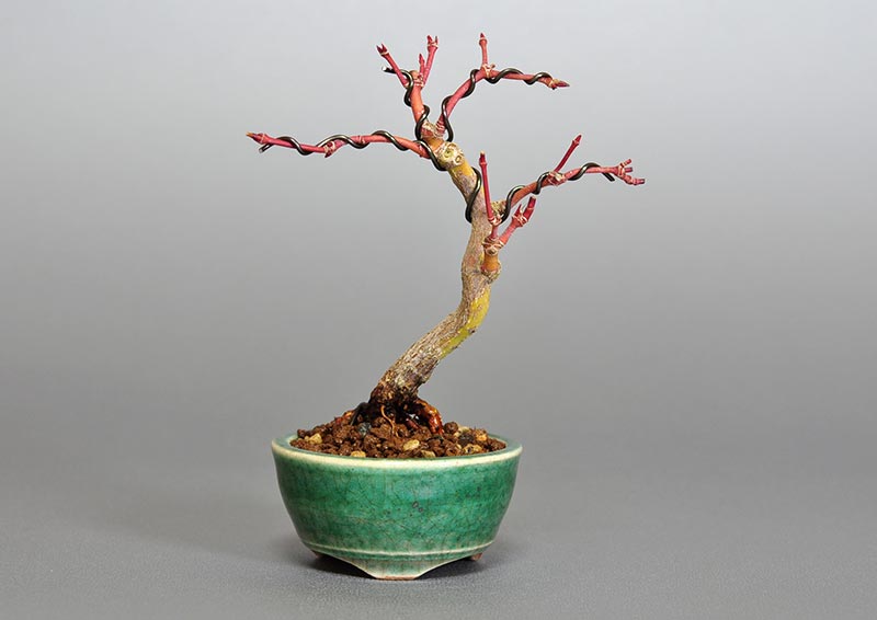 イロハモミジE（いろはもみじ・いろは紅葉）雑木盆栽の販売と育て方・作り方・Acer palmatum bonsai