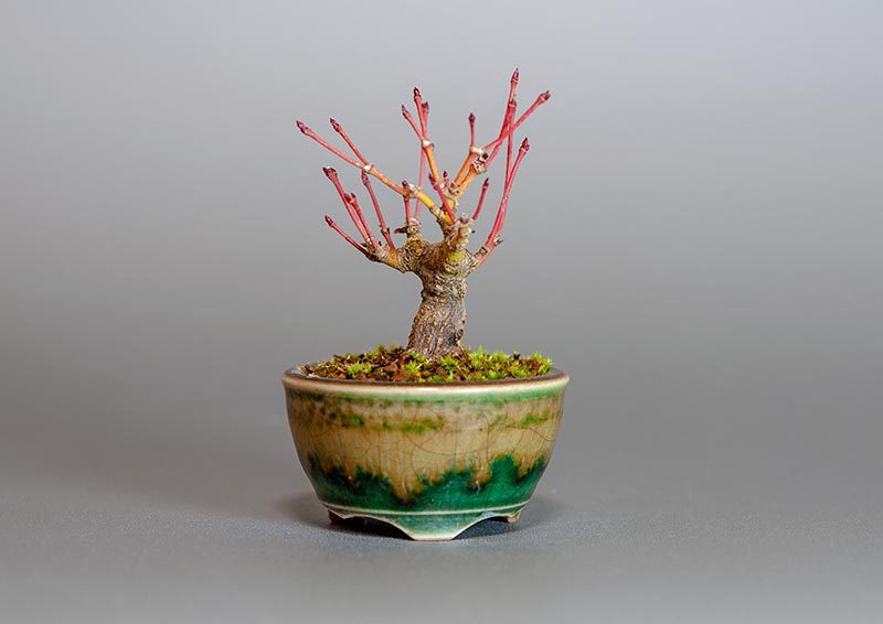 イロハモミジ-E1（いろはもみじ・いろは紅葉）雑木盆栽の販売と育て方・作り方・Acer palmatum bonsai