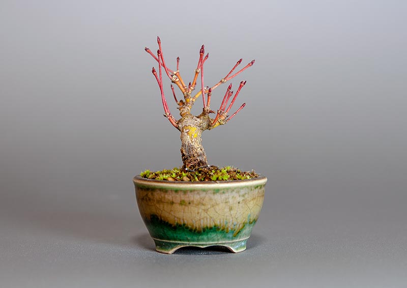 イロハモミジ-E1(いろはもみじ・いろは紅葉)雑木盆栽を裏側から見た景色・Acer palmatum bonsai