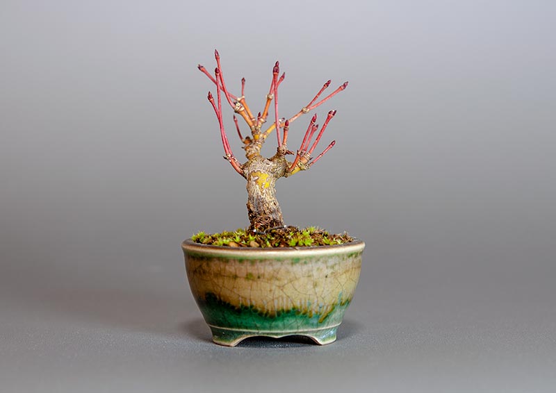 イロハモミジ-E1（いろはもみじ・いろは紅葉）雑木盆栽を裏側から見た景色・Acer palmatum bonsai