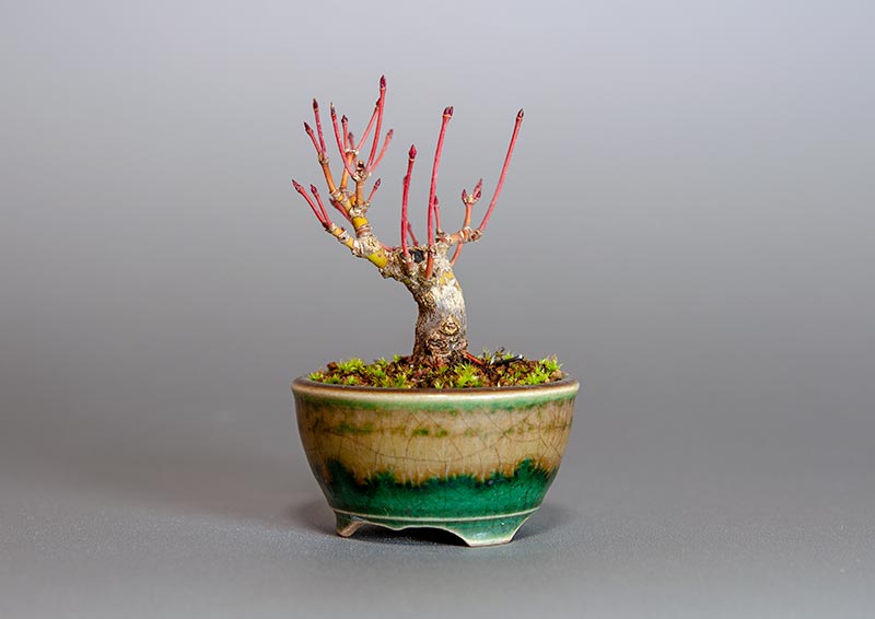 イロハモミジ-E1（いろはもみじ・いろは紅葉）雑木盆栽を右側から見た景色・Acer palmatum bonsai