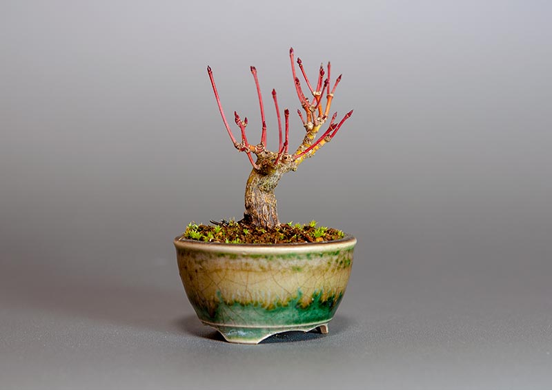 イロハモミジ-E1（いろはもみじ・いろは紅葉）雑木盆栽を左側から見た景色・Acer palmatum bonsai