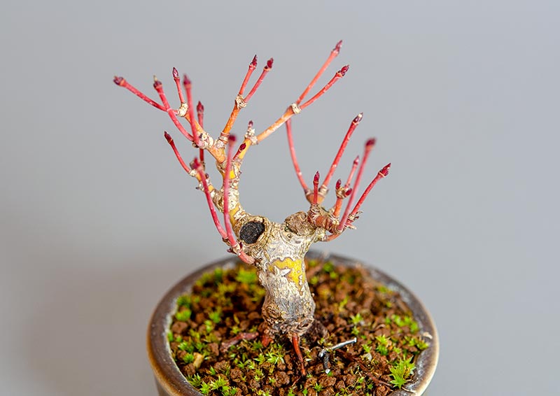 イロハモミジ-E1（いろはもみじ・いろは紅葉）雑木盆栽を別側から見た景色・Acer palmatum bonsai