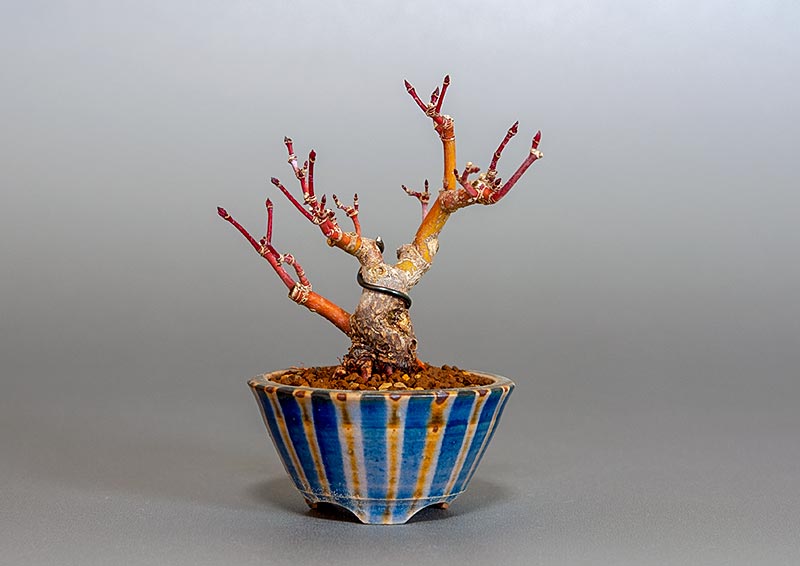 イロハモミジ-F1（いろはもみじ・いろは紅葉）雑木盆栽の販売と育て方・作り方・Acer palmatum bonsai