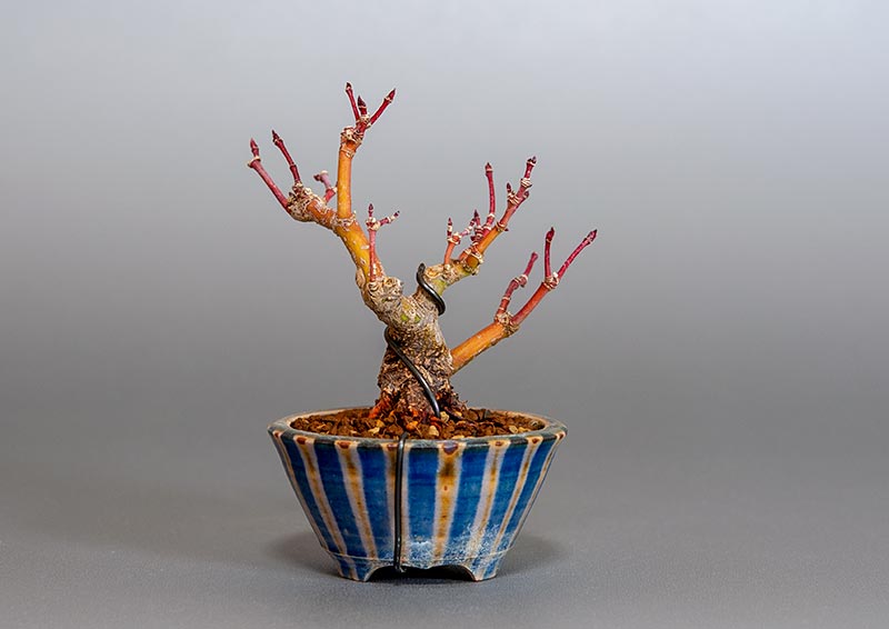 イロハモミジ-F1（いろはもみじ・いろは紅葉）雑木盆栽を裏側から見た景色・Acer palmatum bonsai