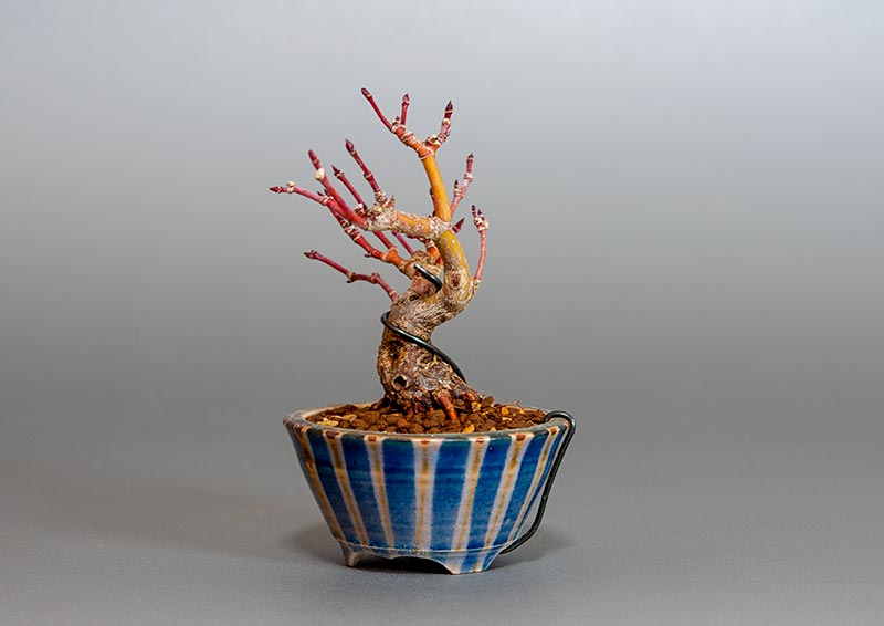 イロハモミジ-F1（いろはもみじ・いろは紅葉）雑木盆栽を右側から見た景色・Acer palmatum bonsai