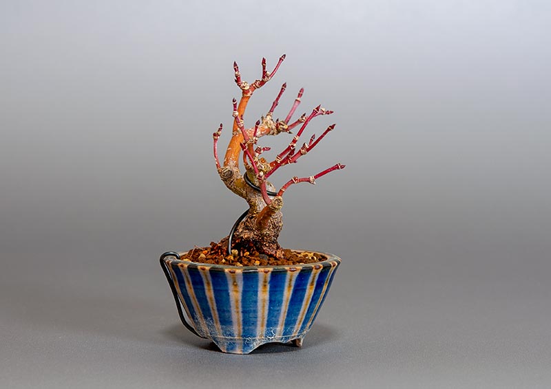 イロハモミジ-F1（いろはもみじ・いろは紅葉）雑木盆栽を左側から見た景色・Acer palmatum bonsai