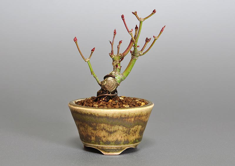 イロハモミジG-1（いろはもみじ・いろは紅葉）雑木盆栽の販売と育て方・作り方・Acer palmatum bonsai