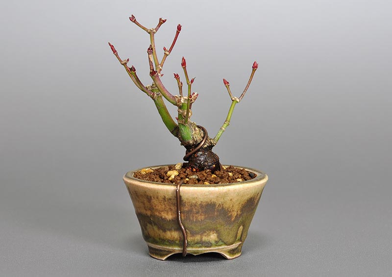 イロハモミジG-1（いろはもみじ・いろは紅葉）雑木盆栽を裏側から見た景色・Acer palmatum bonsai