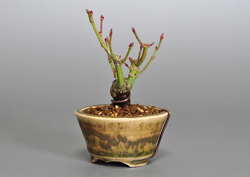 イロハモミジG-1（いろはもみじ・いろは紅葉）雑木盆栽を右側から見た景色・Acer palmatum bonsai