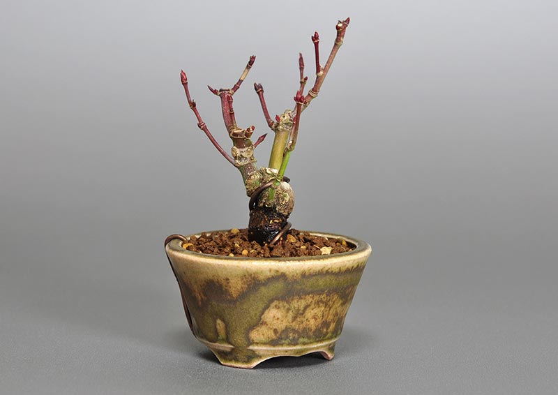 イロハモミジG-1（いろはもみじ・いろは紅葉）雑木盆栽を左側から見た景色・Acer palmatum bonsai