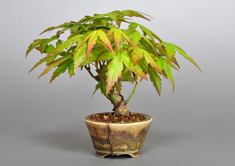 イロハモミジG-2（いろはもみじ・いろは紅葉）雑木盆栽を裏側から見た景色・Acer palmatum bonsai