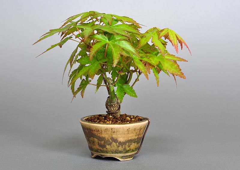 イロハモミジG-2（いろはもみじ・いろは紅葉）雑木盆栽を右側から見た景色・Acer palmatum bonsai