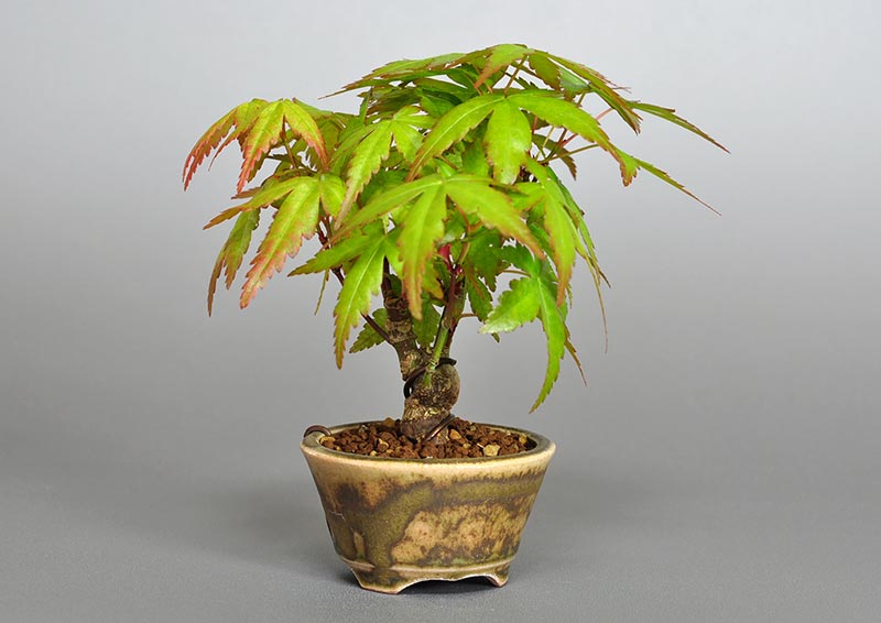 イロハモミジG-2（いろはもみじ・いろは紅葉）雑木盆栽を左側から見た景色・Acer palmatum bonsai