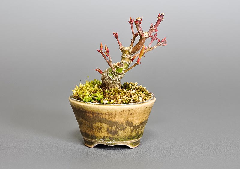 イロハモミジG-3（いろはもみじ・いろは紅葉）雑木盆栽を裏側から見た景色・Acer palmatum bonsai