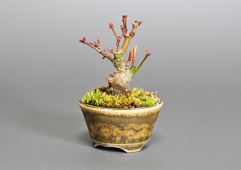 イロハモミジG-3（いろはもみじ・いろは紅葉）雑木盆栽を右側から見た景色・Acer palmatum bonsai