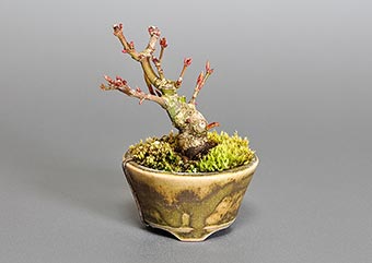 イロハモミジG（いろはもみじ・いろは紅葉）雑木盆栽の成長記録-3・Acer palmatum bonsai