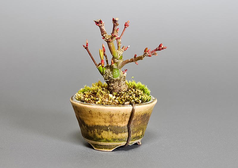 イロハモミジG-3（いろはもみじ・いろは紅葉）雑木盆栽を左側から見た景色・Acer palmatum bonsai