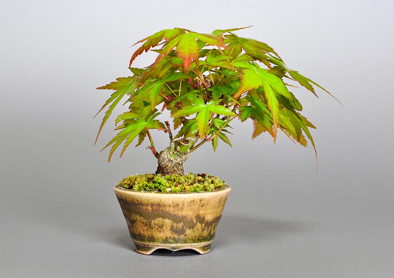 イロハモミジG（いろはもみじ・いろは紅葉）雑木盆栽を裏側から見た景色・Acer palmatum bonsai