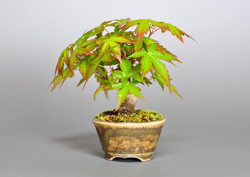 イロハモミジG（いろはもみじ・いろは紅葉）雑木盆栽を右側から見た景色・Acer palmatum bonsai