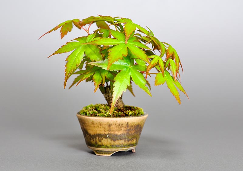 イロハモミジG（いろはもみじ・いろは紅葉）雑木盆栽を左側から見た景色・Acer palmatum bonsai