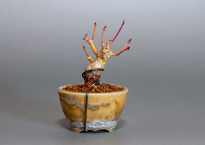 イロハモミジ-G1（いろはもみじ・いろは紅葉）雑木盆栽を裏側から見た景色・Acer palmatum bonsai