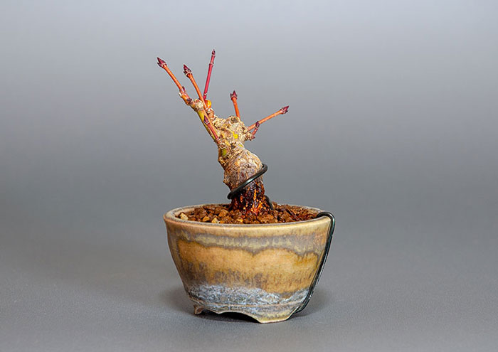 イロハモミジ-G1(いろはもみじ・いろは紅葉)雑木盆栽を右側から見た景色・Acer palmatum bonsai