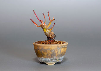 イロハモミジ-G1（いろはもみじ・いろは紅葉）盆栽の樹作りの参考樹形・Acer palmatum Best bonsai