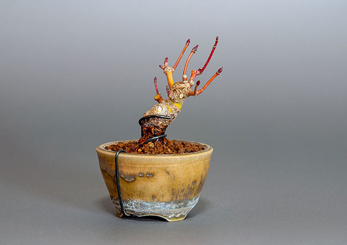 イロハモミジ-G1（いろはもみじ・いろは紅葉）雑木盆栽を左側から見た景色・Acer palmatum bonsai