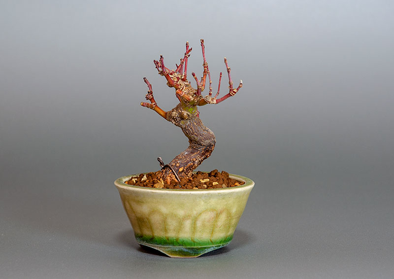 イロハモミジ-H1（いろはもみじ・いろは紅葉）雑木盆栽の販売と育て方・作り方・Acer palmatum bonsai