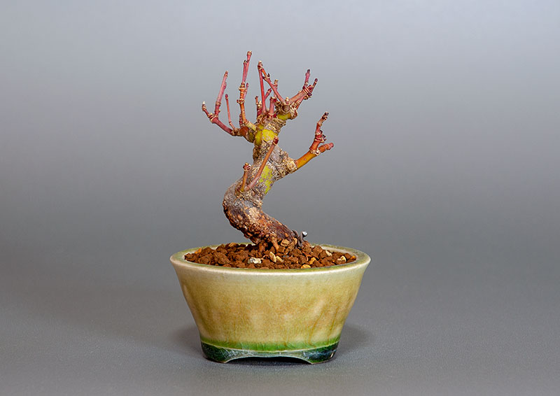 イロハモミジ-H1（いろはもみじ・いろは紅葉）雑木盆栽を裏側から見た景色・Acer palmatum bonsai