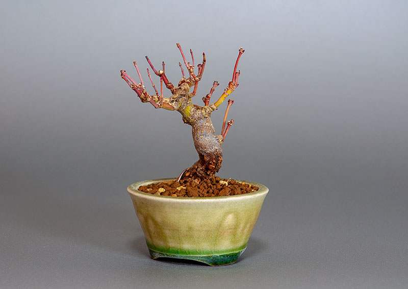 イロハモミジ-H1（いろはもみじ・いろは紅葉）雑木盆栽を右側から見た景色・Acer palmatum bonsai