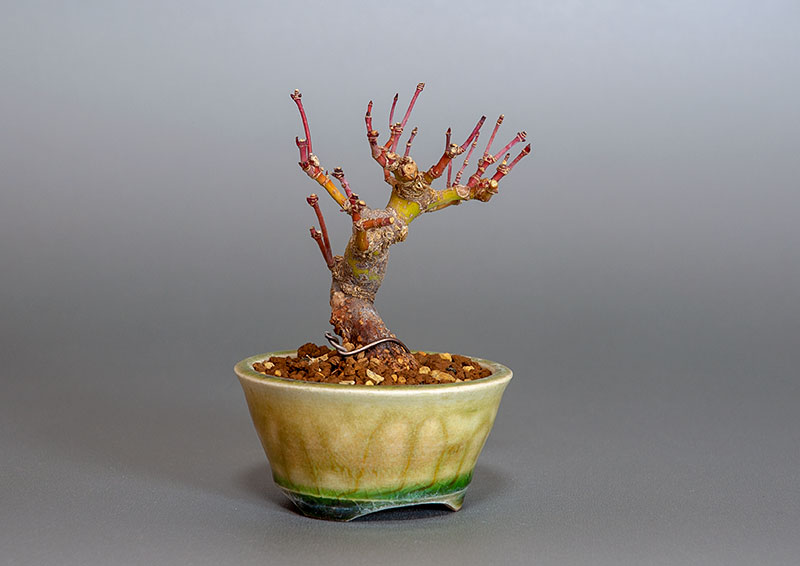 イロハモミジ-H1（いろはもみじ・いろは紅葉）雑木盆栽を左側から見た景色・Acer palmatum bonsai